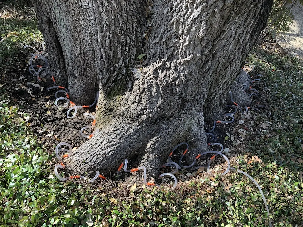 Detailed Tree Cabling and Bracing job site in Lattimer Mines